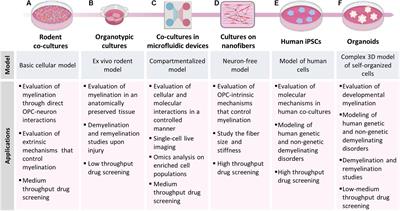 Novel in vitro Experimental Approaches to Study Myelination and Remyelination in the Central Nervous System